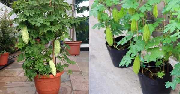 Wie man bittere Melone wächst | Bitterkürbis in Töpfen wachsen