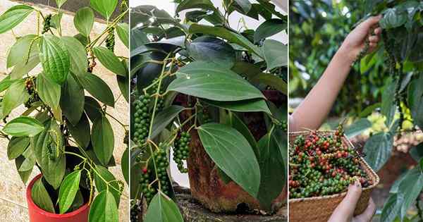 Jak wyhodować roślinę czarnego pieprzu | Rosnący pieprzu