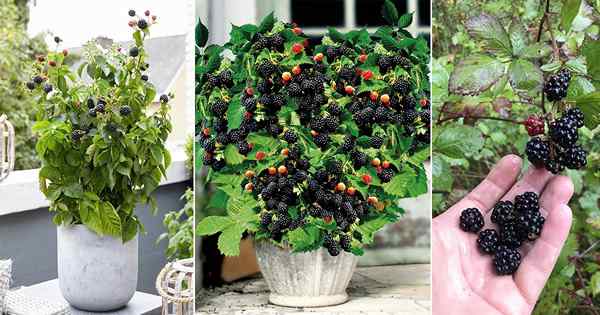 Cara menumbuhkan blackberry di pot dengan mudah di rumah