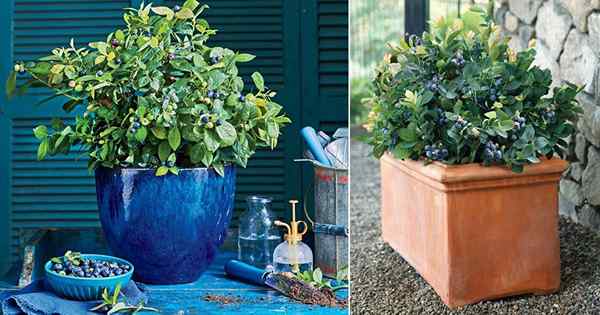 Como cultivar mirtilo no recipiente | Blueberries crescentes em vasos