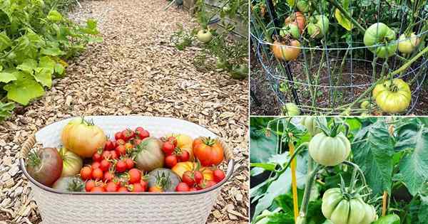Como cultivar tomates de Brandywine