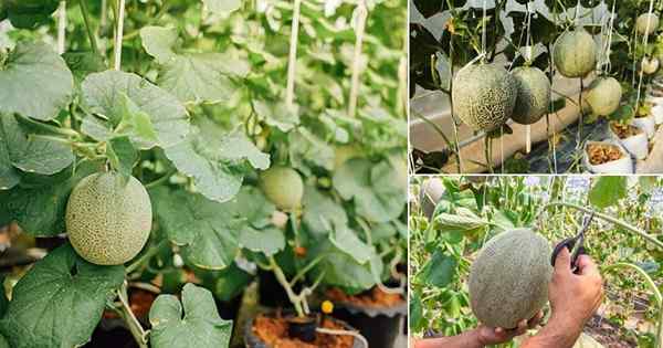 Comment cultiver des cantaloups verticalement | Cantaloup croissant dans les conteneurs