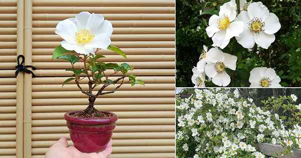 Wie man Cherokee Rose annimmt | Georgia State Flower