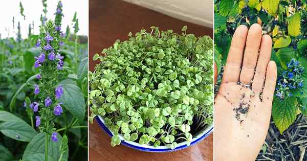 Wie man Chiasamen Pflanze zu Hause anbaut | Chia Plant Care