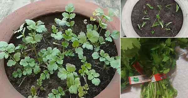 Comment cultiver la coriandre à partir de boutures de tige de l'épicerie