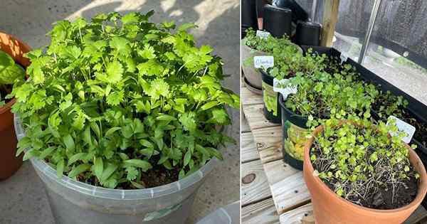 Wie man Koriander in einem Topf züchtet | Wachstum von Koriander in Behältern
