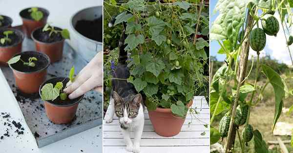 Jak wyhodować Cucamelon | Rosnące ogórki w garnkach