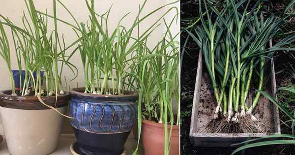 Cara Menanam Garlic Greens di Pot sepanjang tahun