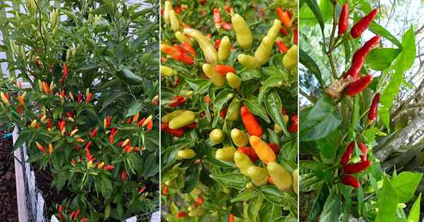 Como cultivar planta de pimenta havaiana
