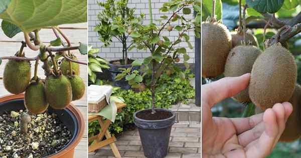 Cómo cultivar kiwi en una olla | Cultivo de fruta de kiwi en contenedores
