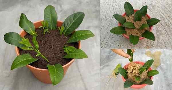 Cara menanam pokok lemon dari daun lemon