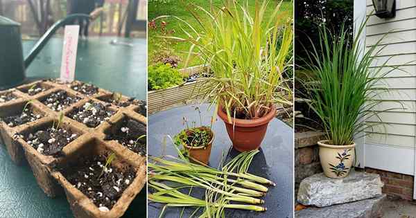 Jak wyhodować trawę cytrynową z nasion | Rosnące instrukcje