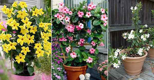 Cómo cultivar Mandevilla en Pot | Las mejores variedades