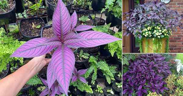 Comment cultiver le bouclier persan | Strobilanthes dyerianus se soucient à l'intérieur