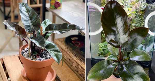 Como cultivar Philodendron Black Cardinal