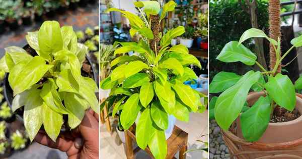 Cara Tumbuh Philodendron Ceylon | Penjagaan Philodendron Ceylon