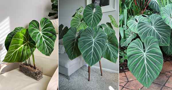 Cómo cultivar Philodendron gloriosum | Philodendron gloriosum Care