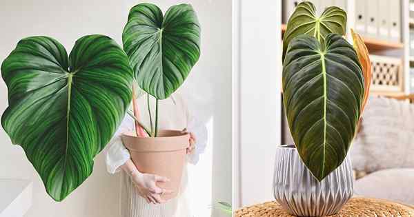 Comment cultiver philodendron melanochrysum