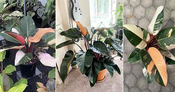 Wie man Philodendron Red Congo anbaut