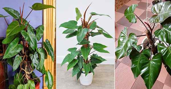 Wie man Philodendron Red Emerald annimmt