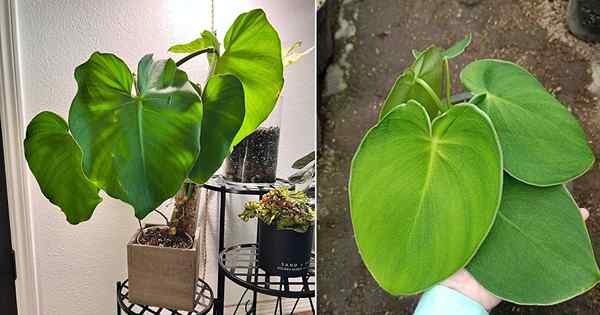 Wie man Philodendron rugosum anbaut