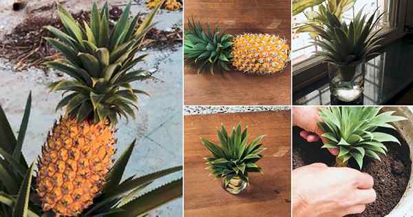 Comment faire pousser des ananas à partir d'un ananas à la maison avec ce piratage facile!