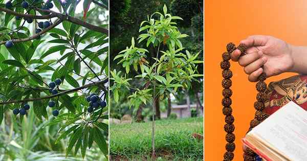 Cara Menumbuhkan Pohon Rudraksha | Tumbuh pohon elaeocarpus ganitrus