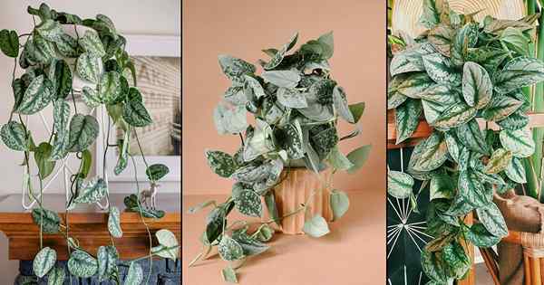 Cara Tumbuh Satin Pothos | Petua Penjagaan Satin Pothos