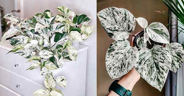 Cara Menumbuhkan Snow Queen Pothos | Penjagaan Ratu Snow Queen