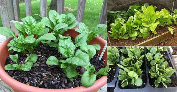 Wie man Spinat in Töpfen wächst | Wachsender Spinat in Behältern und Pflege