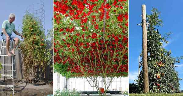 Wie man Tomate als Baum anzieht | Wachsen einer riesigen Tomatenpflanze