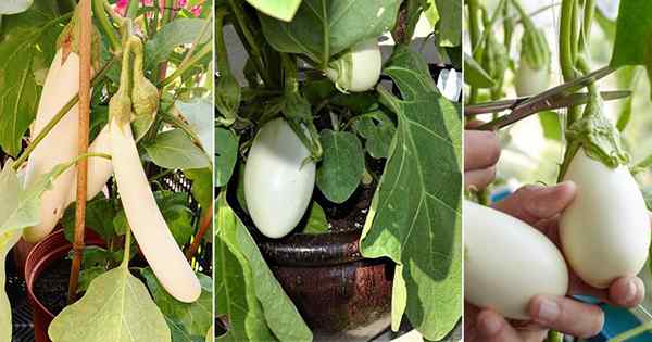 Cómo cultivar berenjenas blancas en la olla