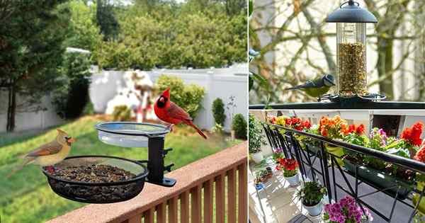 Comment inviter les oiseaux sur le jardin de balcon