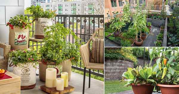 Comment faire un potager urbain | Jardin de légumes de la ville