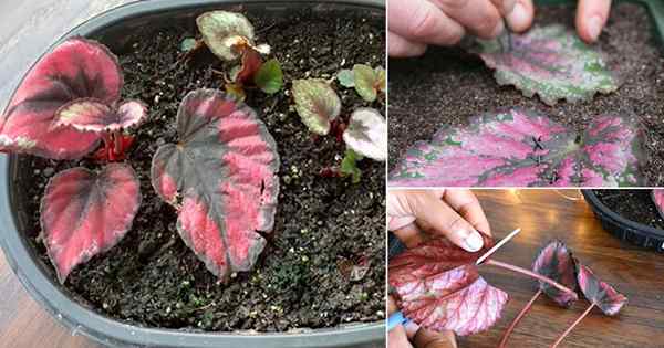 Cara menyebarkan rex begonia dari stek daun