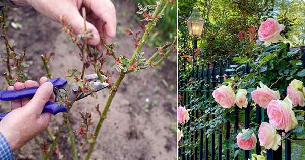 Cómo podar rosas como los jardineros maestros