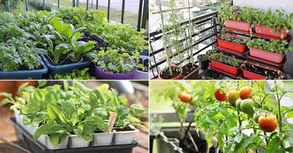 Cara memulai kebun sayur balkon | Menanam sayuran di balkon