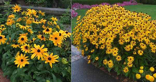 La fleur d'État du Maryland et comment le faire pousser