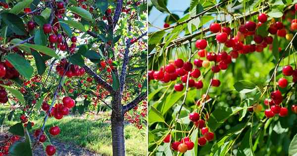 Michigan State Fruit dan Cara menumbuhkannya