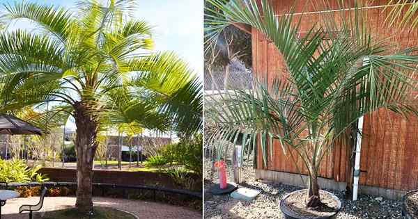 Mule Palm Tree Care et Currend Informations
