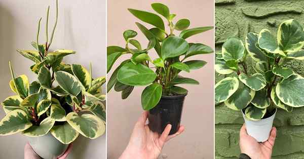 Peperomia obtusifolia cuidado y propagación | Planta de goma de bebé en crecimiento