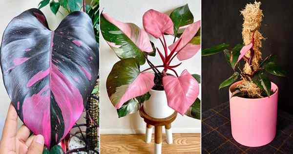 Consejos de cuidado y guía de crecimiento de Pink Princess Philodendron