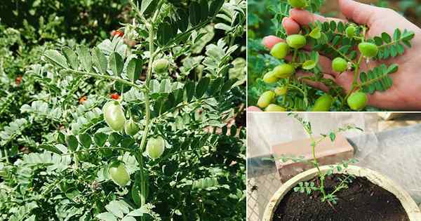 Menanam dan menanam kacang garbanzo | Cara menumbuhkan buncis