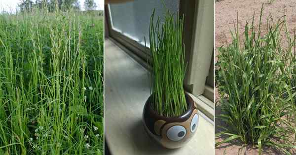 Sadzenie i uprawa żyta | Jak wyhodować trawę żyta