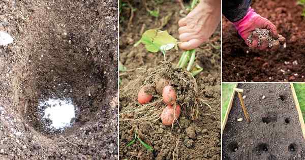 Mettez ces 10 choses dans votre trou de plantation de pommes de terre pour la meilleure récolte
