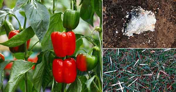 Coloque essas 12 coisas em seu orifício de plantio de pimenta para o melhor crescimento