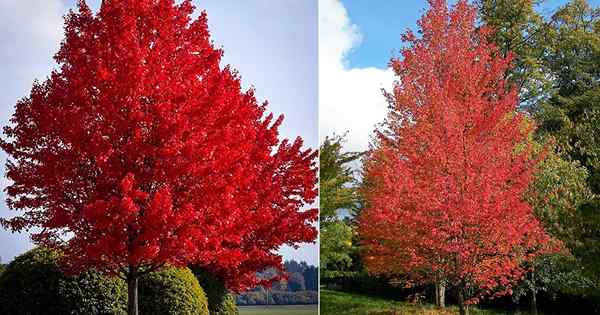 Rhode Island State Tree y cómo cultivarlo