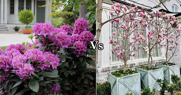 Rhododendron vs Magnolia | Différence entre le rhododendron et le magnolia