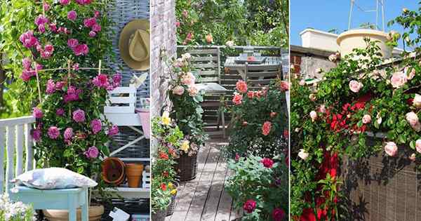 Pequeño jardín de rosas | Cultivo de rosas en contenedores (balcón, patio y terraza)