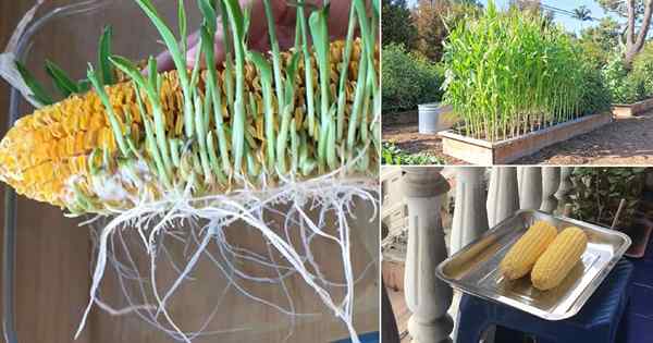 Germer unobbob et cultiver des plantes de maïs illimitées